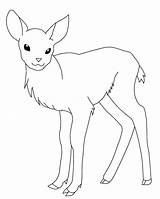 Deer Coloring Pages Printable Baby Kids Line Whitetail Color Head Drawing Buck Doe Female Outline Tailed Adult Print Animal Getdrawings sketch template