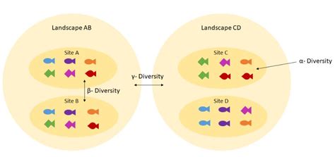 difference  alpha beta  gamma diversity compare