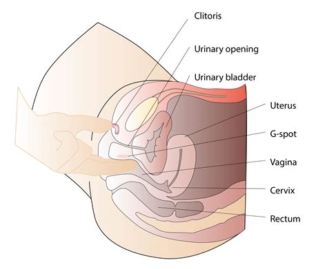 penis in cervix