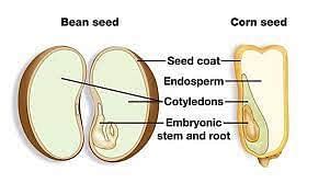 cotyledon meaning types  examples