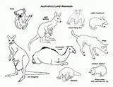 Animals Desert Australia Coloring Drawing Pages Grassland Australian Map Habitats Activities Habitat Clipart Animal Colouring Kids Outline Agent Special Camel sketch template