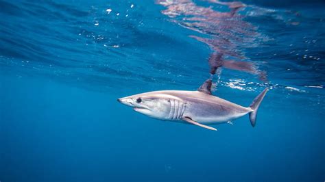 alarming decline in shark populations points to need for stricter