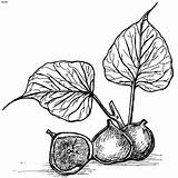 Figos Bonitos Botanical Tudodesenhos Colorir Figs sketch template