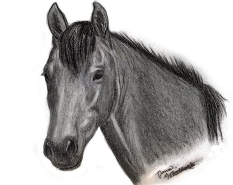 horse drawings  jana whitlock horse drawings horses horse profile