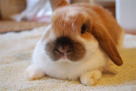 cute  bunny face flickr photo sharing