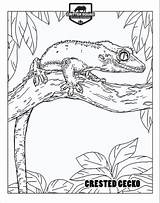 Crested Gecko Lizard Crittersquad Reptile sketch template
