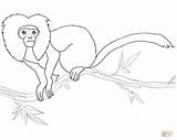 Tamarin Lion Golden Coloring Pages Emperor Printable Monkey Tree Drawing Ausmalbild Zum Ausmalbilder Printables sketch template