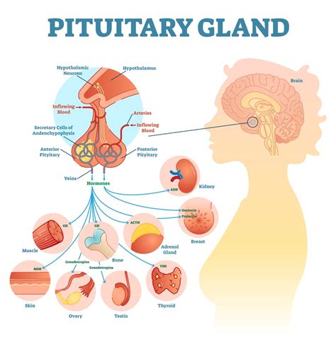 pituitary gland solution parmacy