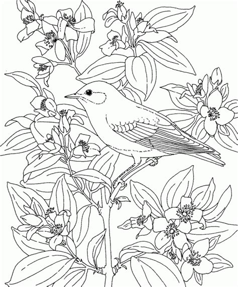 blue bird coloring pages coloring home