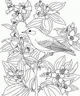 Bird Coloring Birds Pages Idaho Flower Bluebird Flowers Printable Blue State Adult Mountain Animals Sagebrush Kids Colouring Color Drawings Mock sketch template