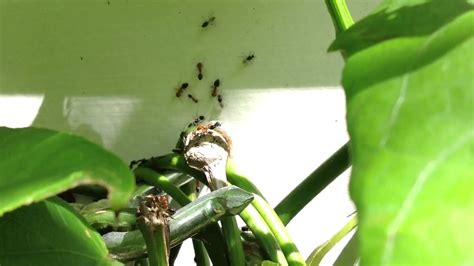acrobat ant drone takes flight youtube