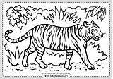 Tigre Tigres sketch template