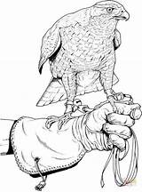 Falcon Falco Falke Caccia Pellegrino Malvorlagen Kolorowanka Stampare Falcons Raubtiere sketch template