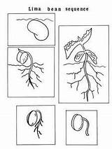Germination Sequence Lima sketch template