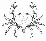 Crabe Coloring sketch template