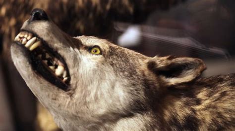 wolves terrorise siberian village adelaide now