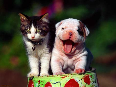 cute pictures  puppies  kittens