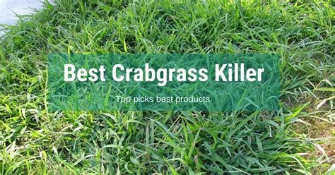 How To Kill Crabgrass Naturally And Organically Best