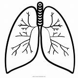 Polmone Pulmones Lungs Lung Stampare Humano Coloringhome Respiratorio Ultra Bronquios Ultracoloringpages sketch template