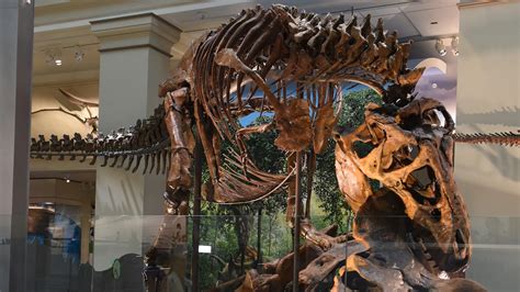 smithsonian natural history museum dinosaur  fossil hall reopens