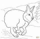 Coloring Hare Arctic Pages Rabbit Running Jack Animals Sheets Drawing Printable Hares Template Color Getdrawings Sheet Getcolorings Preschoolers Kids Colorings sketch template