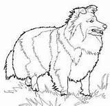 Herding Sheepdog Shetland sketch template