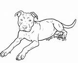 Pitbull Drawing Bull Pit Clipart Line Stencil Face Deviantart Coloring Dog Pages Undead Wolfie Drawings Puppy Dogs Pitbulls Lineart American sketch template