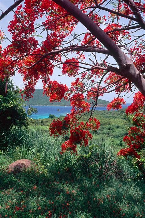 flamboyan tree photograph  george oze