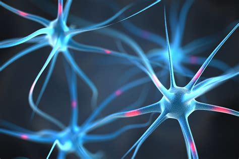 das nervensystem seine funktionen teile und assoziierte krankheiten