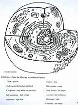 Cell Coloring Benefits sketch template
