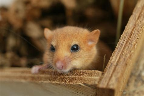 small rodent species   endangered