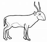 Mammals Antelopes Blackbuck Antelope Saiga sketch template