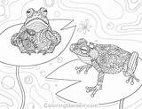Coloring Frog Pages Adult Coloringgarden Printable Amphibians Colour Description Visit sketch template