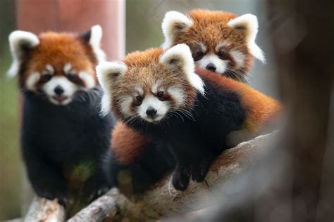 seattle red panda fans   fix  woodland parks cubs move