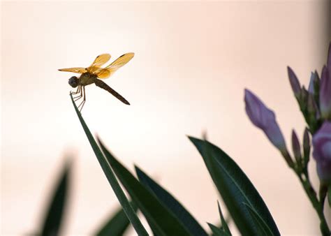 zen dragonfly shot   encanto park  phoenix az  flickr