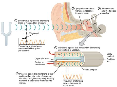 diagram shows  sound waves travel   ear   step details  process