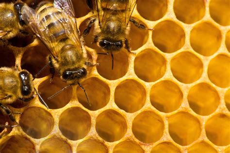honey production  cruel practice jvs jewish vegan sustainable