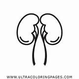 Coloring Urinary Kidney Organs sketch template