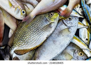 ikan jebong   images pictures shutterstock
