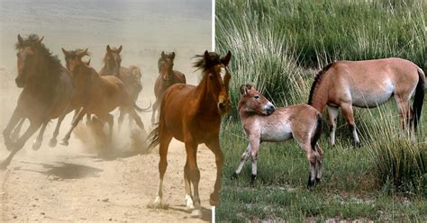 wild horses  extinct    died  thousands  years