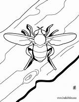 Ausmalen Biene Hellokids Ausmalbilder Beetle Drucken sketch template
