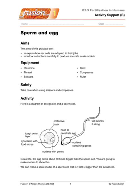 fertilization handout and sex cells activity by katieball teaching resources
