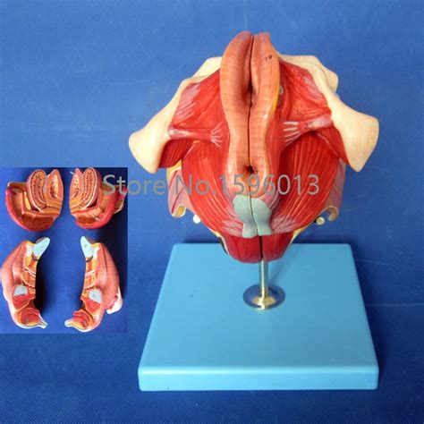 buy female genital organs model anatomy genital