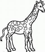 Coloring Pages Cute Giraffe Giraffes Printable Popular sketch template