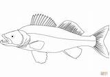Walleye Coloring Drawing Pages Fish Pike Northern Printable Tuna Yellowfin Getdrawings Public Template Drawings Sketch Categories sketch template