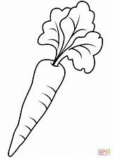Carrot Coloriage Zanahoria Carrots Colorare Carottes Marchew Zanahorias Supercoloring Dla Carotte Carota Kolorowanka Ausmalen Kochbuch Selbst Vorlage Contorno Pintar Sheets sketch template