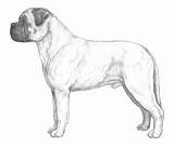 Bullmastiff Akc Mastiff Bull Breeds Kennel Terrier Dentistmitcham Designlooter sketch template