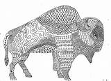 Buffalo Bison sketch template