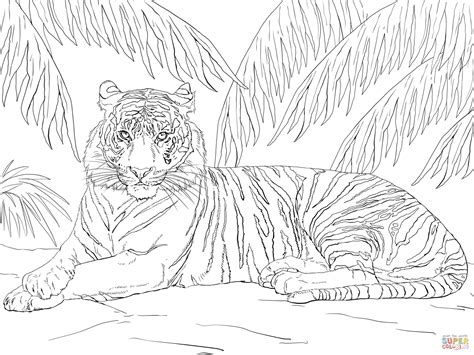 sumatran tiger laying  coloring page  printable coloring pages