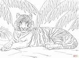 Tiger Coloring Pages Sumatran Printable Adult Print Drawing Laying Tigers Down Adults Colouring Supercoloring Color Animal Jungle Step Click Designlooter sketch template